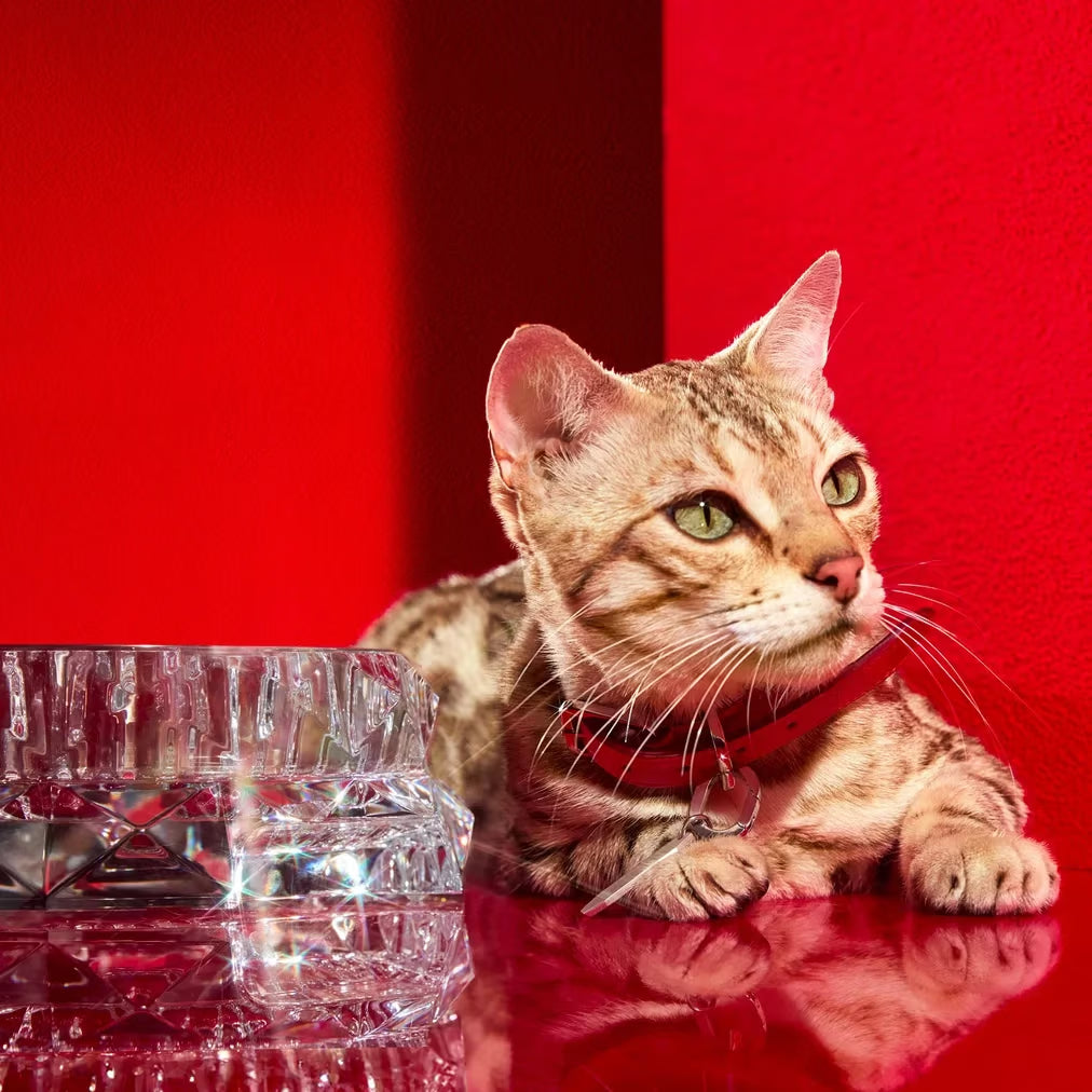 Louxor Pet Bowl, Small